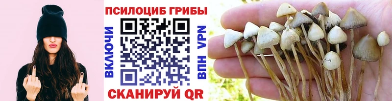 купить наркотик  маркетплейс телеграм  Галлюциногенные грибы мухоморы  Дальнереченск 